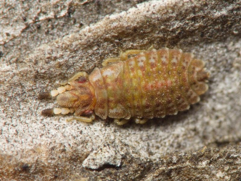 Aradus cinnamomeus Panzer, 1806